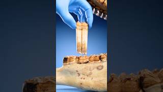 Why Horses Run Out Of Teeth #goodtoknow #vet #medicine #funfacts #lifehacks #educational #survival