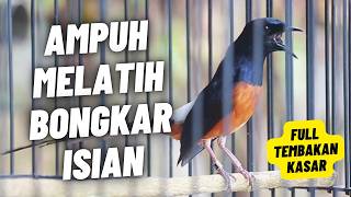 Murai Batu Gacor  Isian Tembakan Kasar Sangat Ampuh Memancing Murai Batu Emosi Bongkar Isian