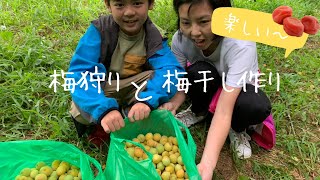 沖縄で梅狩りと梅干し作り！秘密のオーガニック梅農園の梅で梅干し作り。