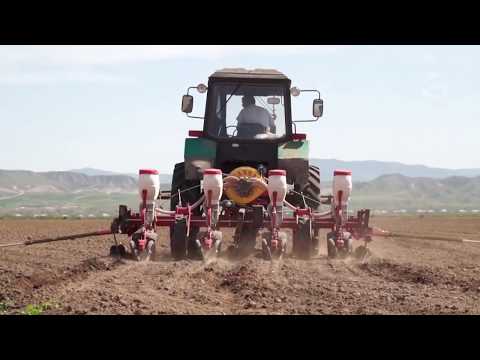 Video: Sibirdə Böyürtkən: əkin Və Qulluq. Qış üçün Onu Necə örtmək Olar? Böyümək üçün ən Yaxşı Növlər. Payızda Qışa Hazırlıq. Tikanlı Ləzzətli Qış Sərt Erkən Böyürtkən