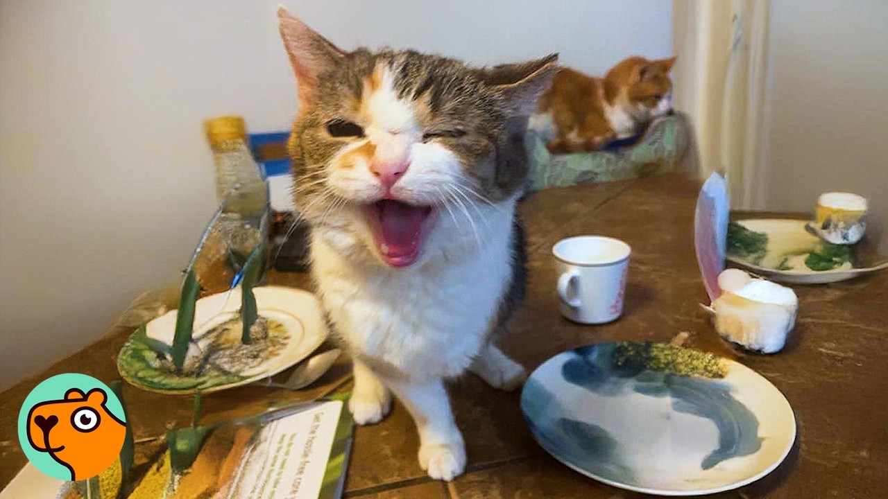 Tripod Cat Lets Everyone Know She’s The Boss | Cuddle Buddies