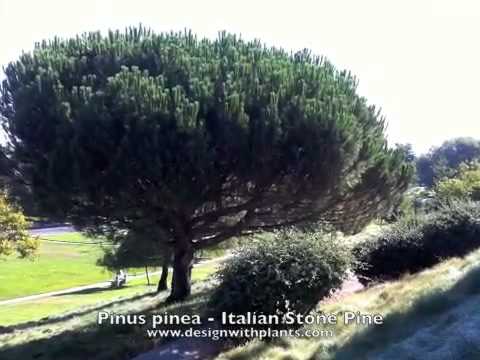 Wideo: Pielęgnacja włoskich sosen kamiennych - Wskazówki dotyczące uprawy włoskich sosen kamiennych