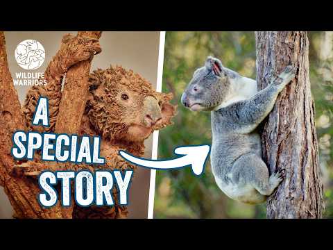 Two Koalas Found Covered in Mud | Australia Zoo Wildlife Hospital