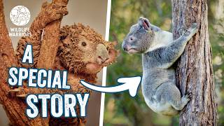 Two Koalas Found Covered in Mud | Australia Zoo Wildlife Hospital