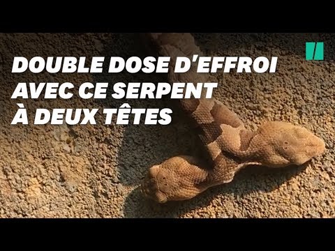 Vidéo: Tête De Serpent Arbustive