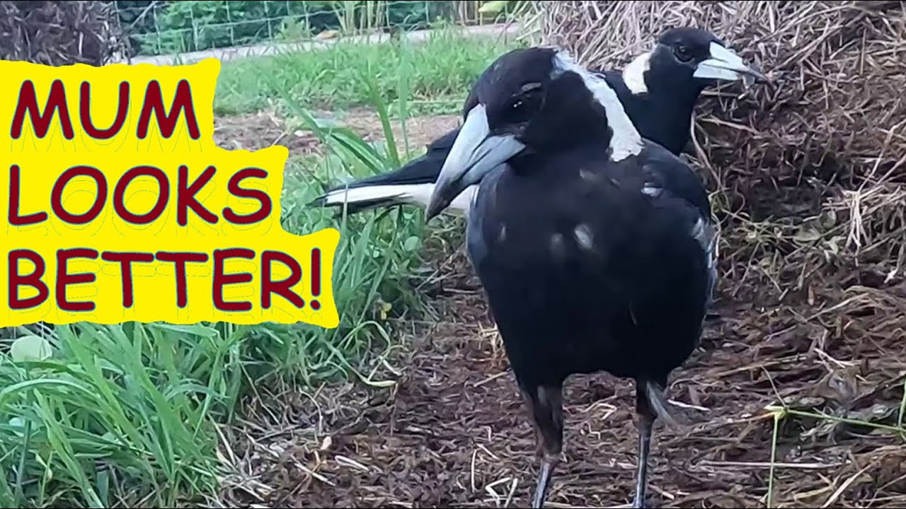 Mum and Dad magpies come for a feed – nothing for the chicks today