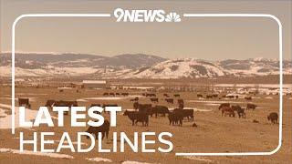 Latest headlines | Another calf reportedly killed by wolf at Grand County ranch