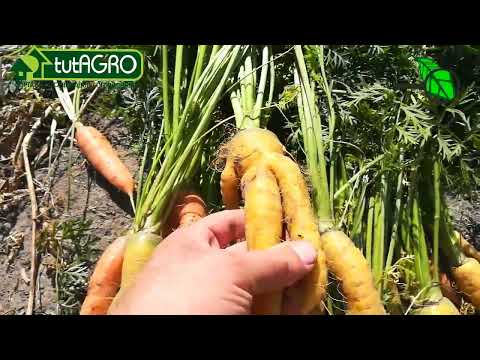 МОРКОВЬ БУДЕТ РОВНОЙ! Как вырастить гладкую ровную морковь. Рогатая морковь. Причины рогатой моркови