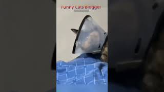 Cute Animals New Funny Cats 2024 FunnyCats 4054