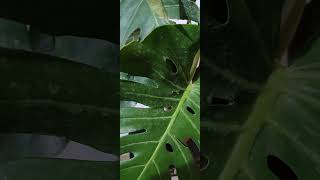 care of monstera#video #plants #garden #care#youtubeshorts