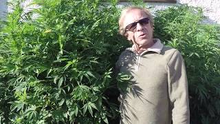Massive backyard weed plant