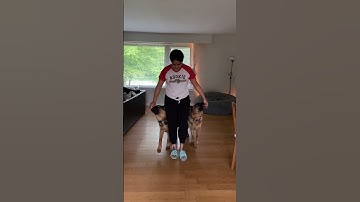 Training 2 German Shepherd Dogs together I Basic commands Heel and Sit I Training your dogs 🐕