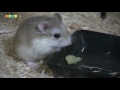 ゼリーをちょっとずつ食べるハムスター
