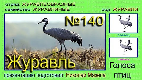Журавль. Голоса птиц