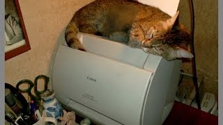 Funny Cat vs Printer Compilation