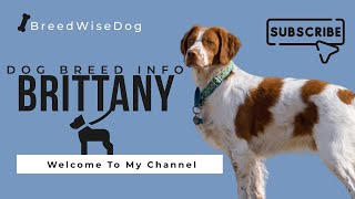 Brittany Dog Breed  Complete Guide and Information