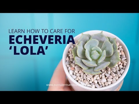Видео: Echeveria 'Lola' ургамлын арчилгаа – Лола шүүслэг ургамлыг хэрхэн ургуулах вэ