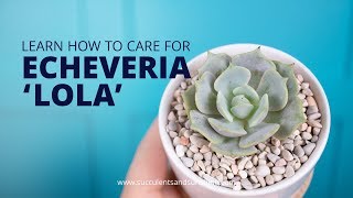 Its Easy To See Why Echeveria Lola Is Such A Popular Succulent
