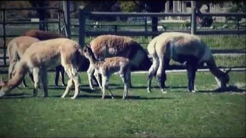 Jefferson Farms: Alpacas, Llamas & Paco-Vicunas