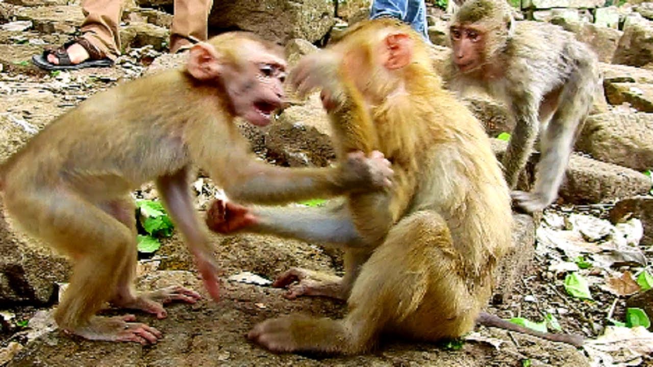 Wow!! Orphan Rose & Homeless Axel playful while seeing, Healthy baby, Really want Axel live in group