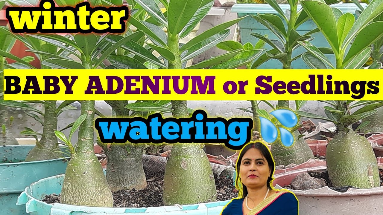 BABY ADENIUM/ADENIUM Seedling ko Winter mein Watering 💦 कैसे करे/छोटे ...