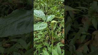 Kantung Semar Gunung Ciremai #pendakigunung #moutains #sahabatgunung #pendaki #mountains #trekking