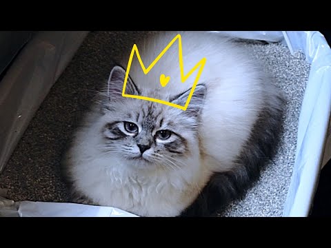 How To Fix Cat's Bad Habits