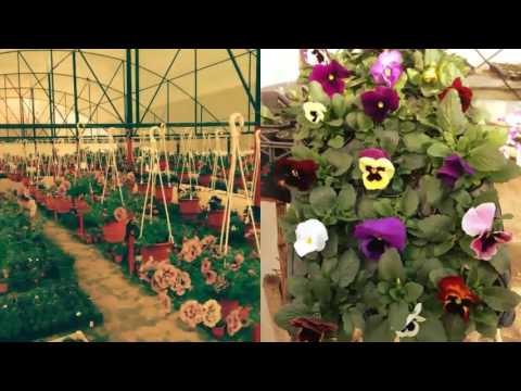 Video: Llojet Dhe Varietetet E Gladiolit (57 Foto): Përshkrimi I Luleve Të Bardha Dhe Të Kuqe, Rozë Dhe Të Verdhë, Burgundy. 