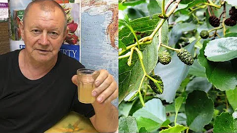Тестостерон - ольховый 🍺 фермент (квас)  по классическому рецепту Болотова Б. В. из шишек 🍃 ольхи.