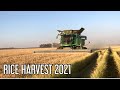 How to harvest rice  modern rice harvest 2021  lizannas diary