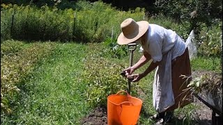 How We Dig, Cure, And Store Potatoes On The Homestead