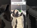 Curious dog &amp; bug