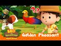 Is that a legendary rainbow bird   golden pheasant  leo the wildlife ranger  compilation