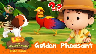 Is that a legendary RAINBOW BIRD?!  | Golden Pheasant | Leo the Wildlife Ranger | #compilation