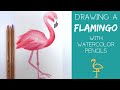 How to Draw a Flamingo with Watercolor Pencils | Flamingo Illustration