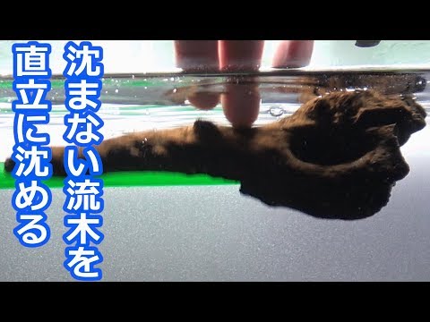 【アクアリウム】沈まない流木を直立に沈めるよ♪