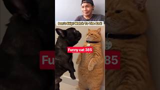 funny cat 🐱 385 #marsytchannel #youtubeshorts #shorts #trending #funny #cat #cats #cute
