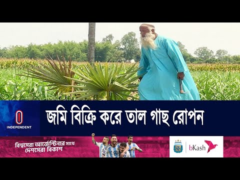 ভিডিও: একটি তাল গাছ একটি ছাউনি গাছ?