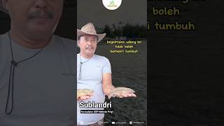 How to Calculate Vaname Shrimp Feed Requirements #shorts #sopprigi