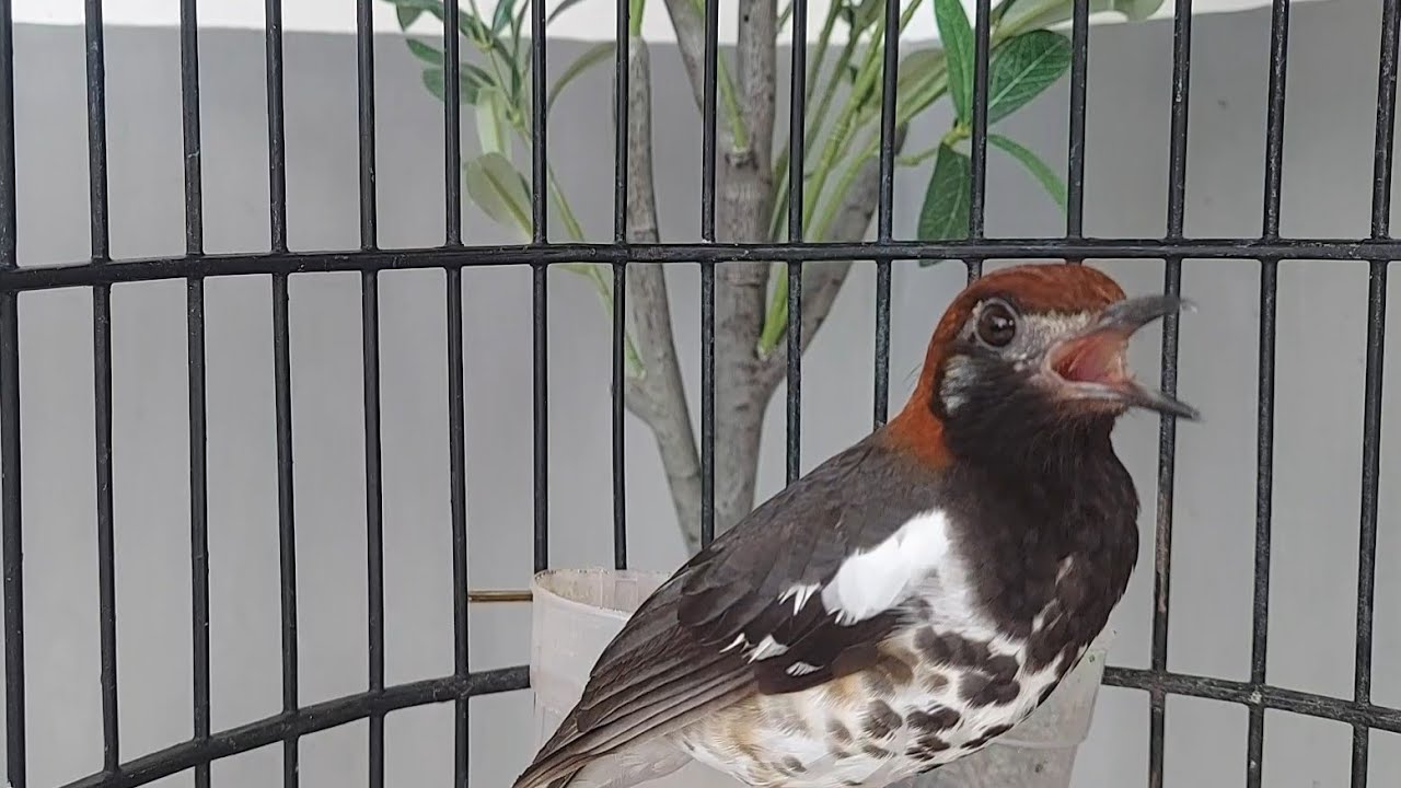 Suara Anis Kembang Jantan Gacor Ngeplong Buat Pancingan dan terapi Burung Anis Macet Bunyi Eps 223