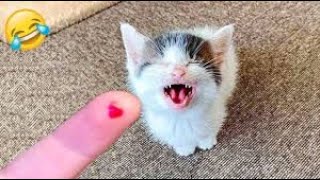 New Cute and Funny Animals 2024  Funniest Cats and Dogs Videos #39