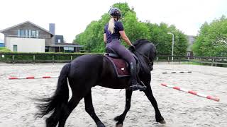 Dit Ga Ik Echt Vaker Doen Balken Training Phdressage