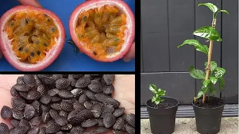 Quelle est la plante du fruit de la passion ?