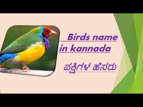 bird speech in kannada language