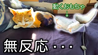 動くおもちゃにも冷静沈着な三毛猫まりも