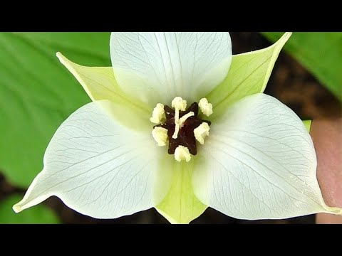 Birthroot-Mix#flowers #nature #flowerbud #garden #shortsvideo #flower# ...