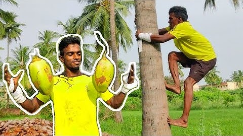 I Learned to Climbing Coconut Tree with No Experience | Tamil