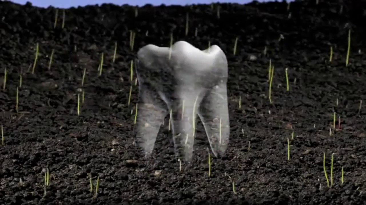 Как вырастить новые зубы. How to grow new teeth. - YouTube