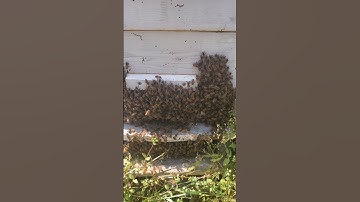 Why are my honey bees clustered outside of the hive?