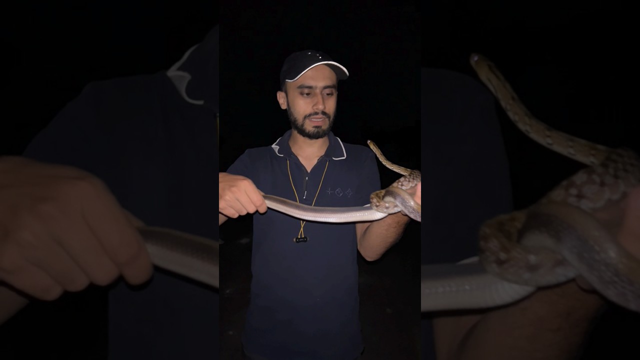 Common Trinket Snake 